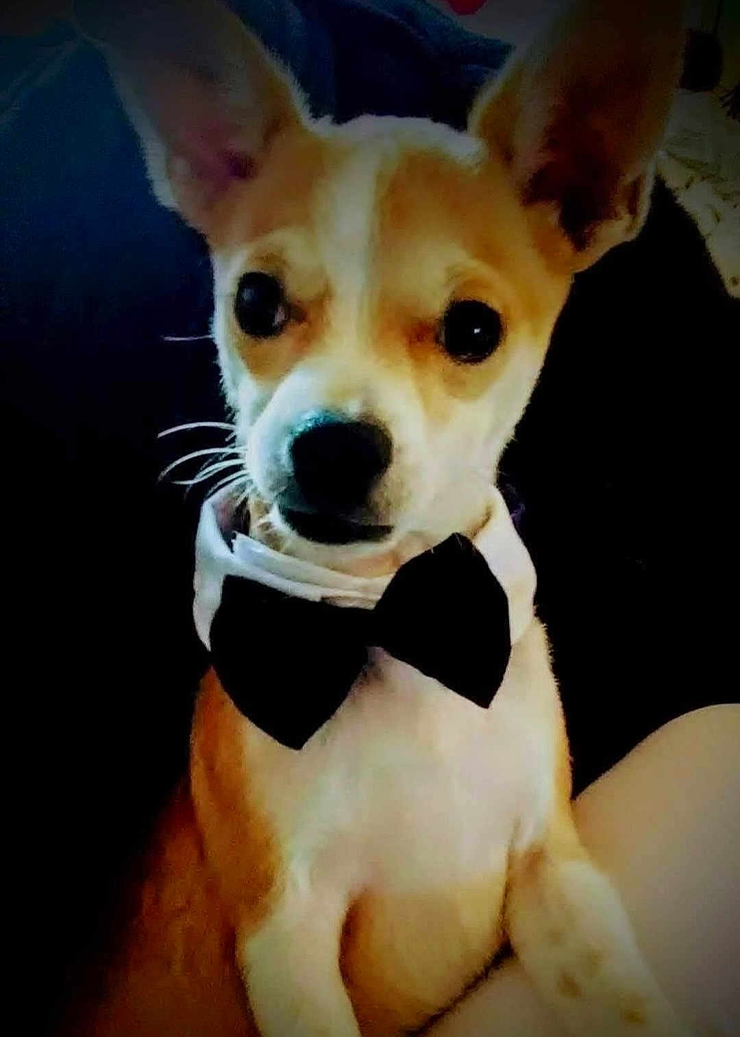 Oliver is registered to the contest to win money with this photo: dog, bow_tie, pet, animal, portrait, cute, indoor, brown_fur, white_fur, ears, face, snout, sitting, close_up, attentive, domestic_animal, companion, furry, small_dog, black_bow_tie