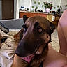 dog, shepherd, brown_fur, black_muzzle, tongue, open_mouth, pet, portrait, close_up, indoor, home, kitchen, sofa, bed, blanket, person, arm, pink_clothing, flowers, curious_expression