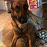 dog, large_dog, brown_fur, black_muzzle, sitting, armchair, chew_toy, pet_toy, indoors, living_room, couch, cushion, pet_crate, tiled_floor, home, portrait, looking_at_camera, floppy_ears, long_legs, pet_food