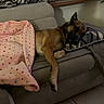 dog, sleeping, nap, couch, sofa, blanket, pillow, indoor, living_room, pet, relaxed, cozy, brown_dog, black_face, hanging_leg, furniture, window, houseplant, home, portrait