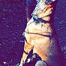 dog, canine, outdoor, sitting, standing, collar, fur, brown_fur, black_fur, white_chest, pointed_ears, tilted_head, open_mouth, backyard, dirt, ground, nature, shadow, portrait, color_filter