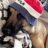 dog, sleeping, bucket_hat, fila, bed, pillows, blanket, bedroom, indoors, pet, canine, resting, cozy, portrait, close_up, brown_fur, black_muzzle, lying_down, bedding, snapchat