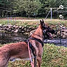 Tyson a rejoint le concours — aidez-le/la à gagner de superbes lots ! dog, belgian_malinois, pet, outdoor, park, stream, grass, trees, rocks, leash, harness, standing, profile, tongue_out, pointed_ears, brown_coat, black_mask, nature, fence, vertical_photo