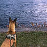 Tyson participe au concours pour gagner de l'argent avec cette photo : dog, river, water, riverbank, outdoors, nature, autumn, leaves, grass, trees, shoreline, harness, leash, standing, back_view, alert, landscape, ripples, evening, walk