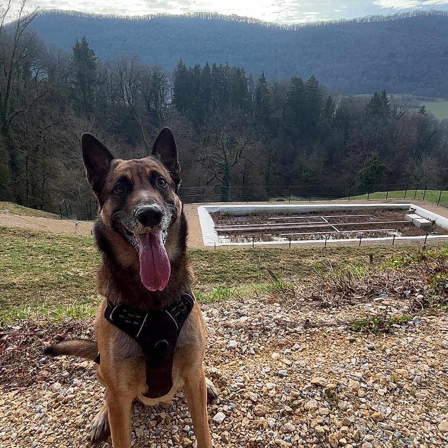 Tyson