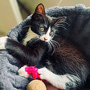 Malo a rejoint le concours — aidez-le/la à gagner de superbes lots ! kitten, cat, black_and_white, pet, animal, toy, bed, cozy, whiskers, paws, cute, indoor, playful, feline, fur, young, resting, curious, closeup, relaxed