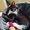 kitten, cat, black_and_white, pet, animal, toy, bed, cozy, whiskers, paws, cute, indoor, playful, feline, fur, young, resting, curious, closeup, relaxed