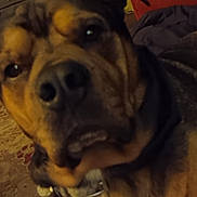 Atticus is registered to the contest to win money with this photo: dog, close_up, indoor, collar, pet, muzzle, ears, brown, black, fur, face, canine, animal, domestic, portrait, carpet, furniture, home, tag, sleepy