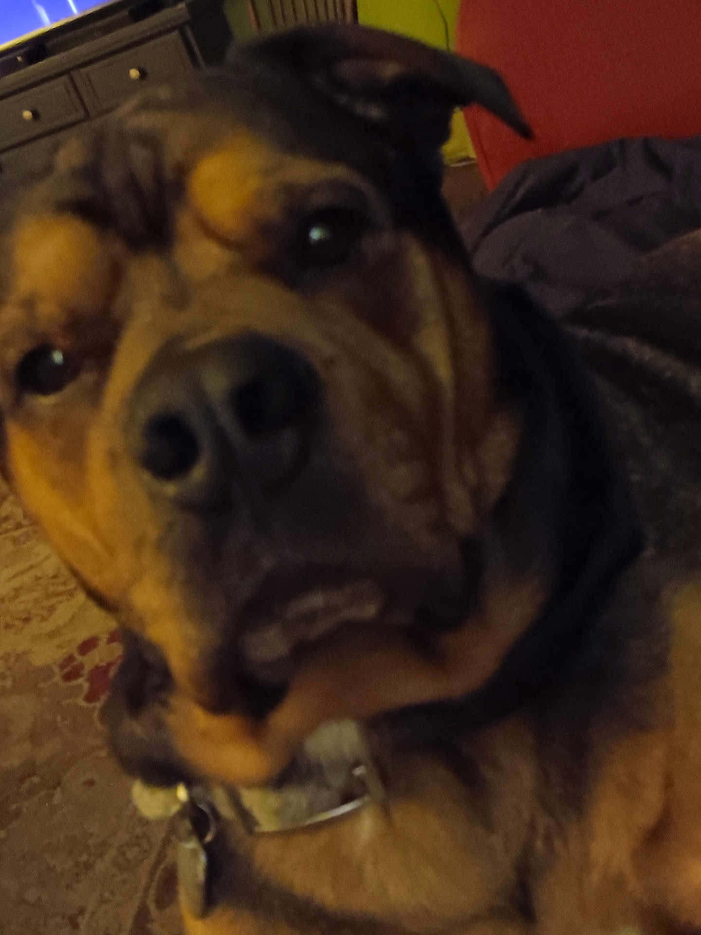 Atticus is registered to the contest to win money with this photo: dog, close_up, indoor, collar, pet, muzzle, ears, brown, black, fur, face, canine, animal, domestic, portrait, carpet, furniture, home, tag, sleepy