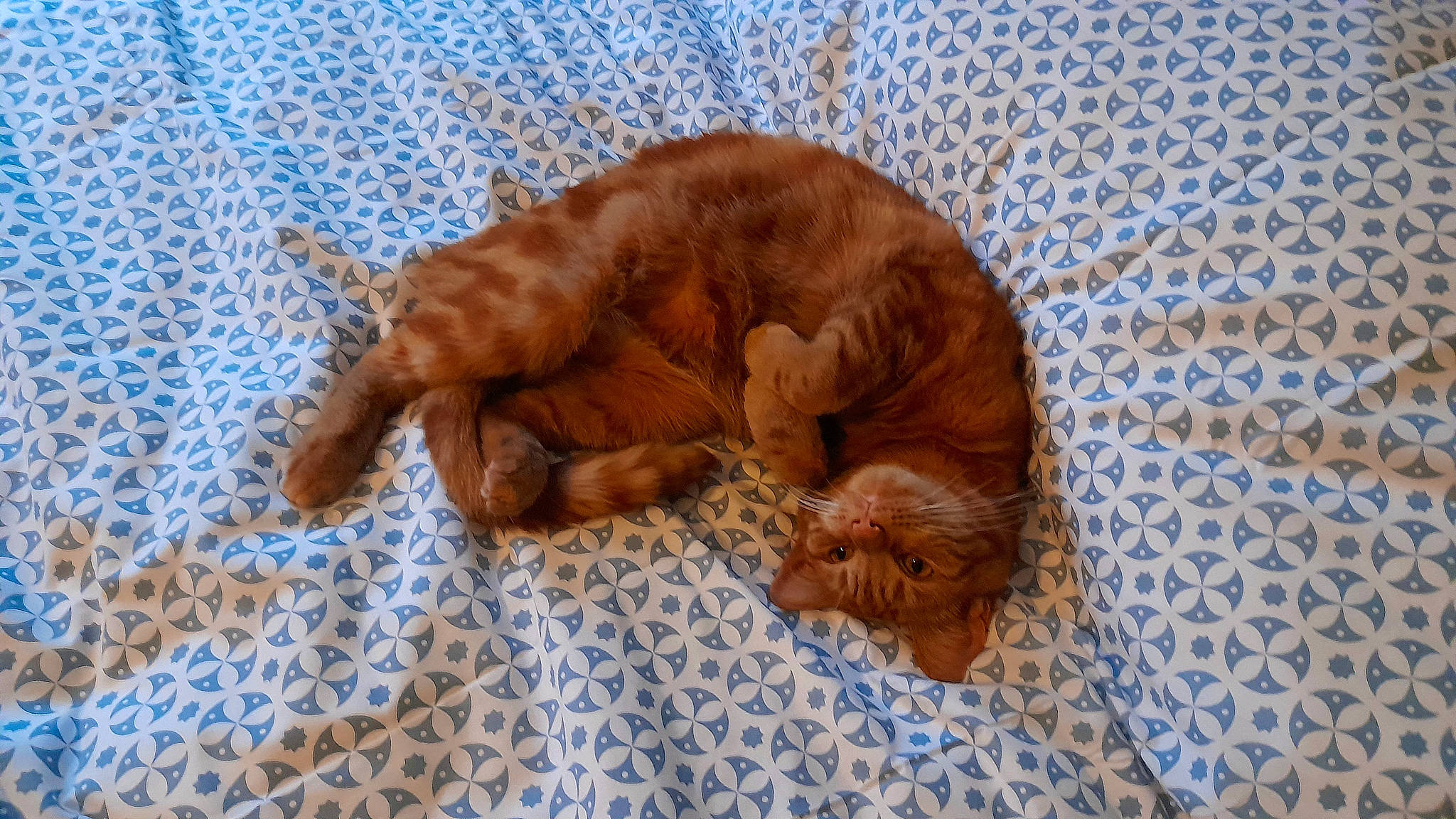 Judy is registered to the contest to win money with this photo: carnivore, cat, comfort, dog_breed, domestic_short_haired_cat, fawn, felidae, fur, hardwood, linens, liver, nap, pattern, small_to_medium_sized_cats, sporting_group, tail, terrestrial_animal, whiskers, wood, woven_fabric