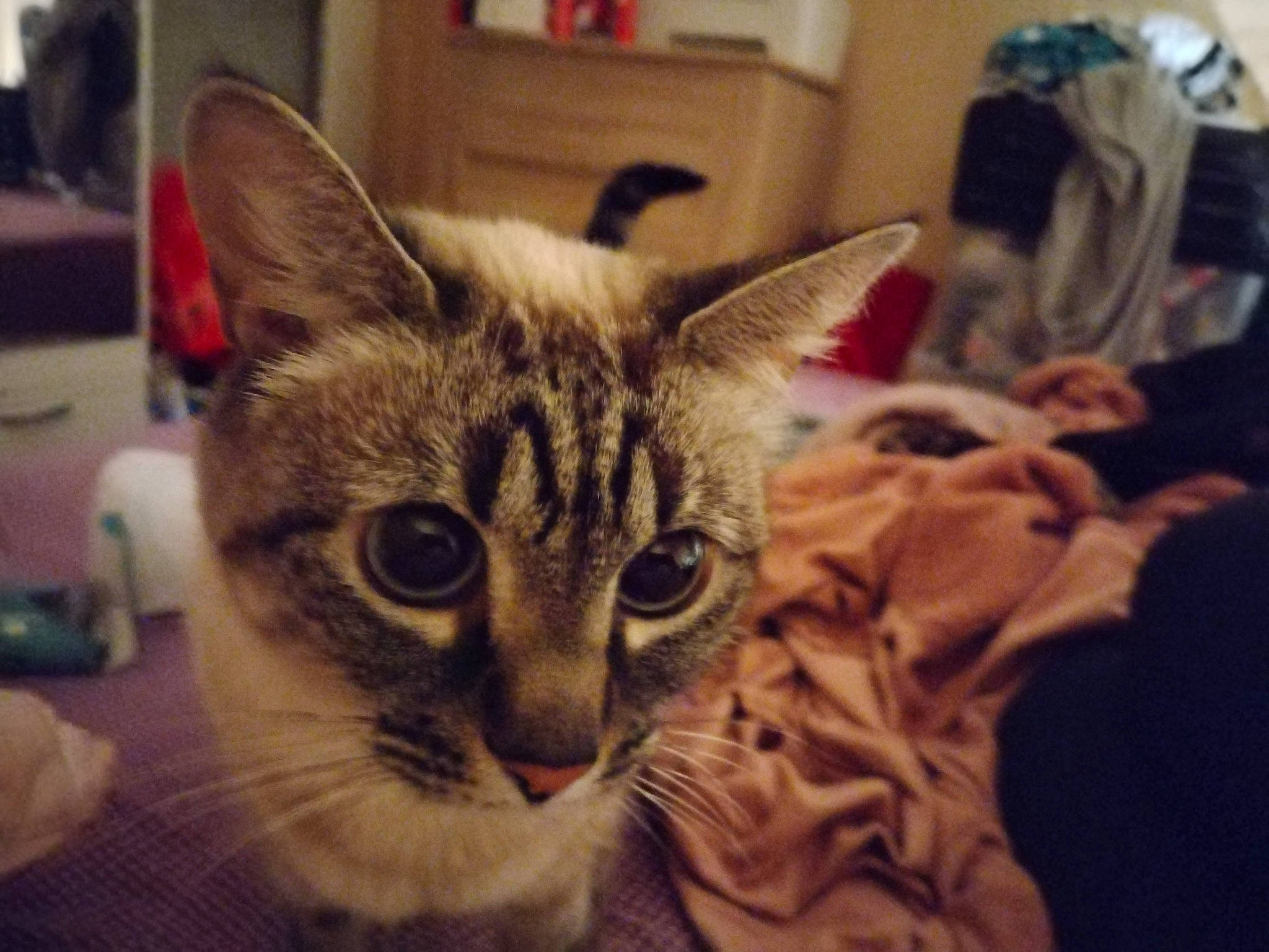 Olya participe au concours pour gagner de l'argent avec cette photo : bed, carnivore, cat, comfort, domestic_short_haired_cat, ear, eye, felidae, fur, head, iris, paw, small_to_medium_sized_cats, snout, whiskers, wildlife, window