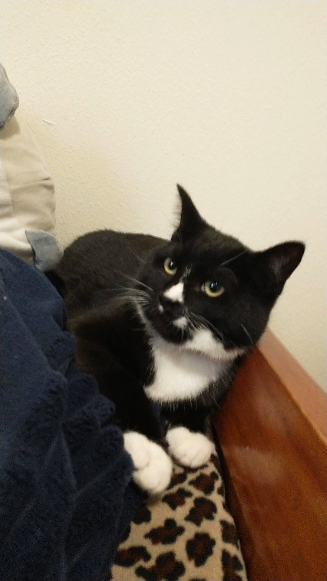 Pluto joined the competition — help win amazing prizes! black_cat, carnivore, cat, comfort, domestic_short_haired_cat, eye, felidae, flooring, fur, grey, hardwood, room, small_to_medium_sized_cats, snout, tail, whiskers, wood