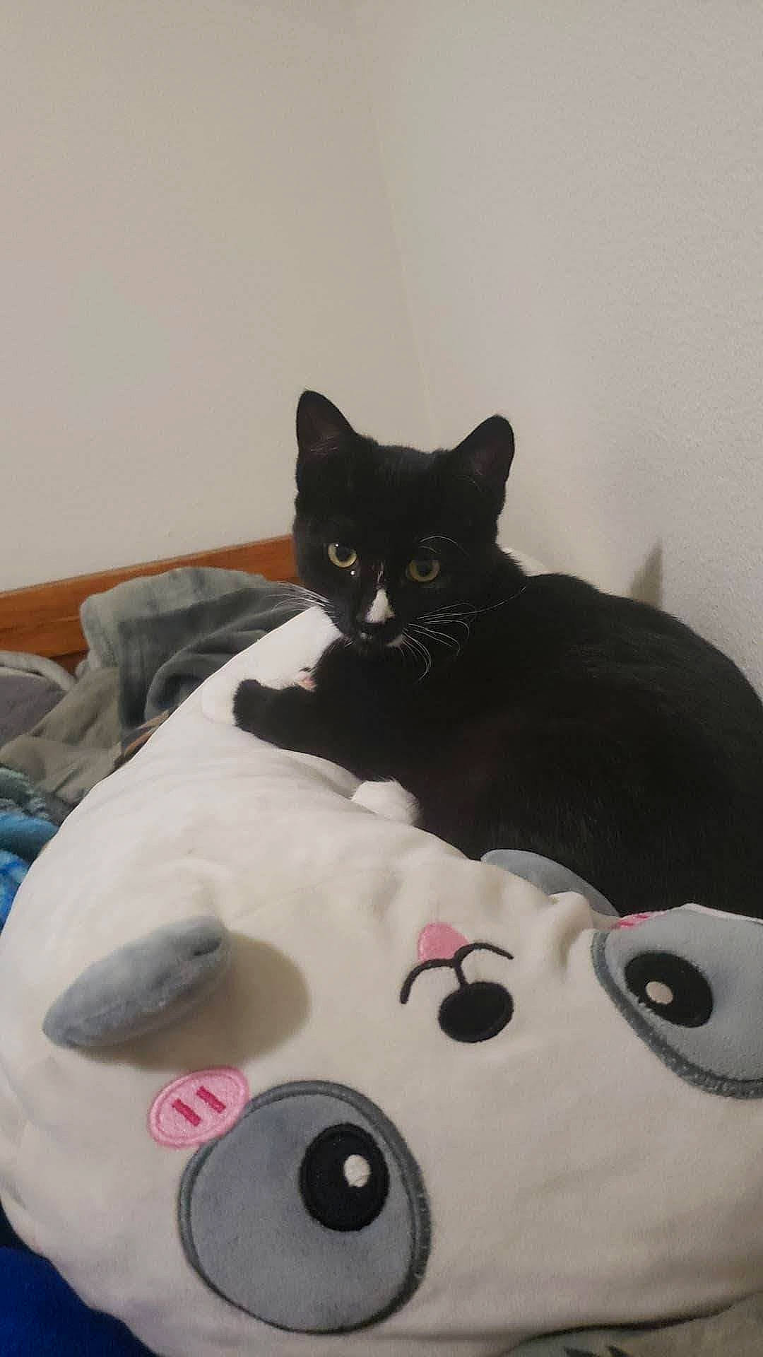 Pluto joined the competition — help win amazing prizes! art, bedding, black_cat, carmine, carnivore, cat, cat_supply, comfort, domestic_short_haired_cat, felidae, fur, grey, linens, pattern, room, small_to_medium_sized_cats, snout, stuffed_toy, toy, whiskers