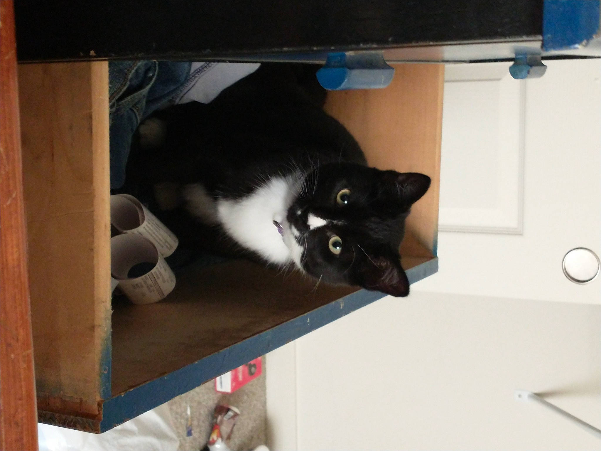 Pluto is registered to the contest to win money with this photo: box, cardboard, carnivore, cat, cat_supply, domestic_short_haired_cat, felidae, fur, hardwood, pet_supply, plywood, room, shelf, shelving, small_to_medium_sized_cats, table, tail, whiskers, window, wood