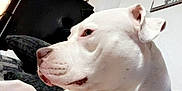 Aires joined the competition — help win amazing prizes! animal, closeup, comfort, companion, couch, dog, domestic_animal, ear, fur, household, indoor, looking_away, mammal, pet, portrait, relaxed, resting, side_view, snout, white_dog