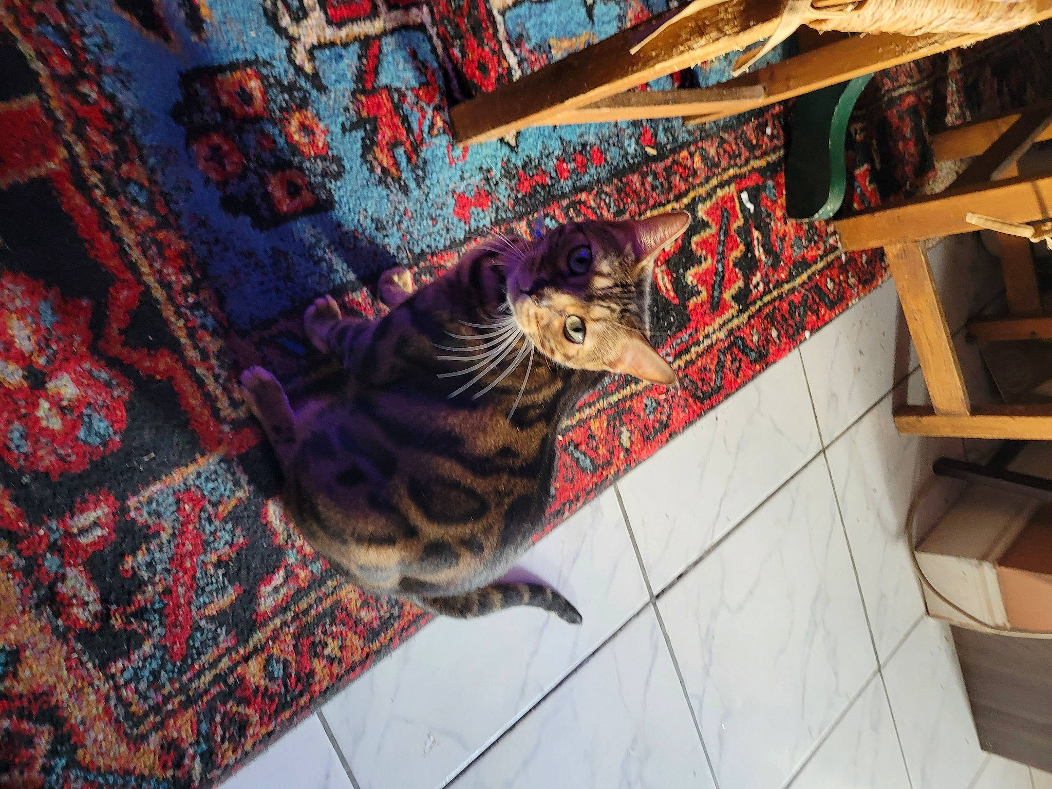 Delilah joined the competition — help win amazing prizes! art, carnivore, cat, domestic_short_haired_cat, felidae, floor, flooring, fur, house, pattern, room, small_to_medium_sized_cats, stairs, tail, textile, tree, visual_arts, whiskers, wood, woven_fabric