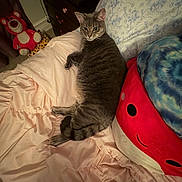 Daisy is registered to the contest to win money with this photo: cat, bed, blanket, plush_toy, pillow, furniture, indoor, gray_cat, stuffed_animal, teddy_bear, dresser, soft_toys, resting, cozy, comfortable, cute, pet, feline, domestic_animal, sleeping_area