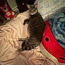 cat, bed, blanket, plush_toy, pillow, furniture, indoor, gray_cat, stuffed_animal, teddy_bear, dresser, soft_toys, resting, cozy, comfortable, cute, pet, feline, domestic_animal, sleeping_area