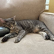 Daisy is registered to the contest to win money with this photo: animal, beige, black_object, cat, couch, cozy, ears, feline, fur, gray_tabby, home, indoor, lounging, paw, pet, relaxed, resting, sofa, whiskers, window
