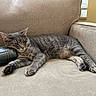 Daisy is registered to the contest to win money with this photo: cat, gray_tabby, feline, pet, animal, relaxed, lounging, couch, sofa, indoor, cozy, resting, paw, fur, whiskers, ears, window, home, beige, black_object