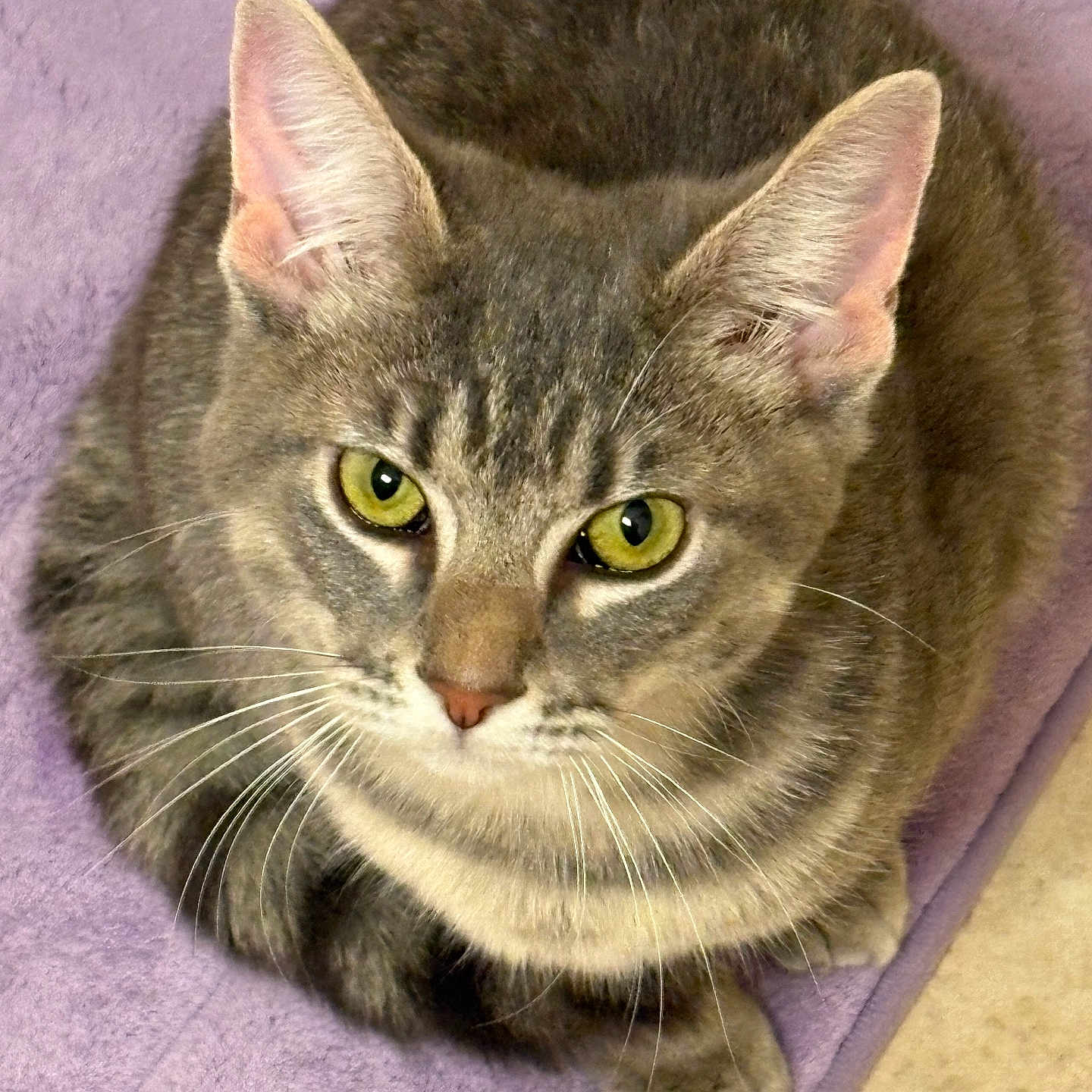 Daisy joined the competition — help win amazing prizes! cat, gray_tabby, green_eyes, whiskers, ears, fur, pet, animal, domestic_cat, curled_up, blanket, purple_blanket, indoor, close_up, looking_up, cute, feline, resting, soft_texture, floor