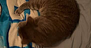 Daisy is registered to the contest to win money with this photo: cat, tabby, sleeping, curled_up, blanket, comforter, bed, indoor, pet, feline, resting, cozy, brown, striped, soft, domestic_animal, animal, mammal, fur, relaxation