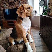 Ulla participe au concours pour gagner de l'argent avec cette photo : beagle, dog, pet, canine, sitting, couch, living_room, indoors, portrait, profile, brown_and_white, floppy_ears, white_chest, paws, window, television, clock, lamp, furniture, home_decor