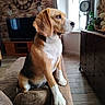 beagle, dog, pet, canine, sitting, couch, living_room, indoors, portrait, profile, brown_and_white, floppy_ears, white_chest, paws, window, television, clock, lamp, furniture, home_decor