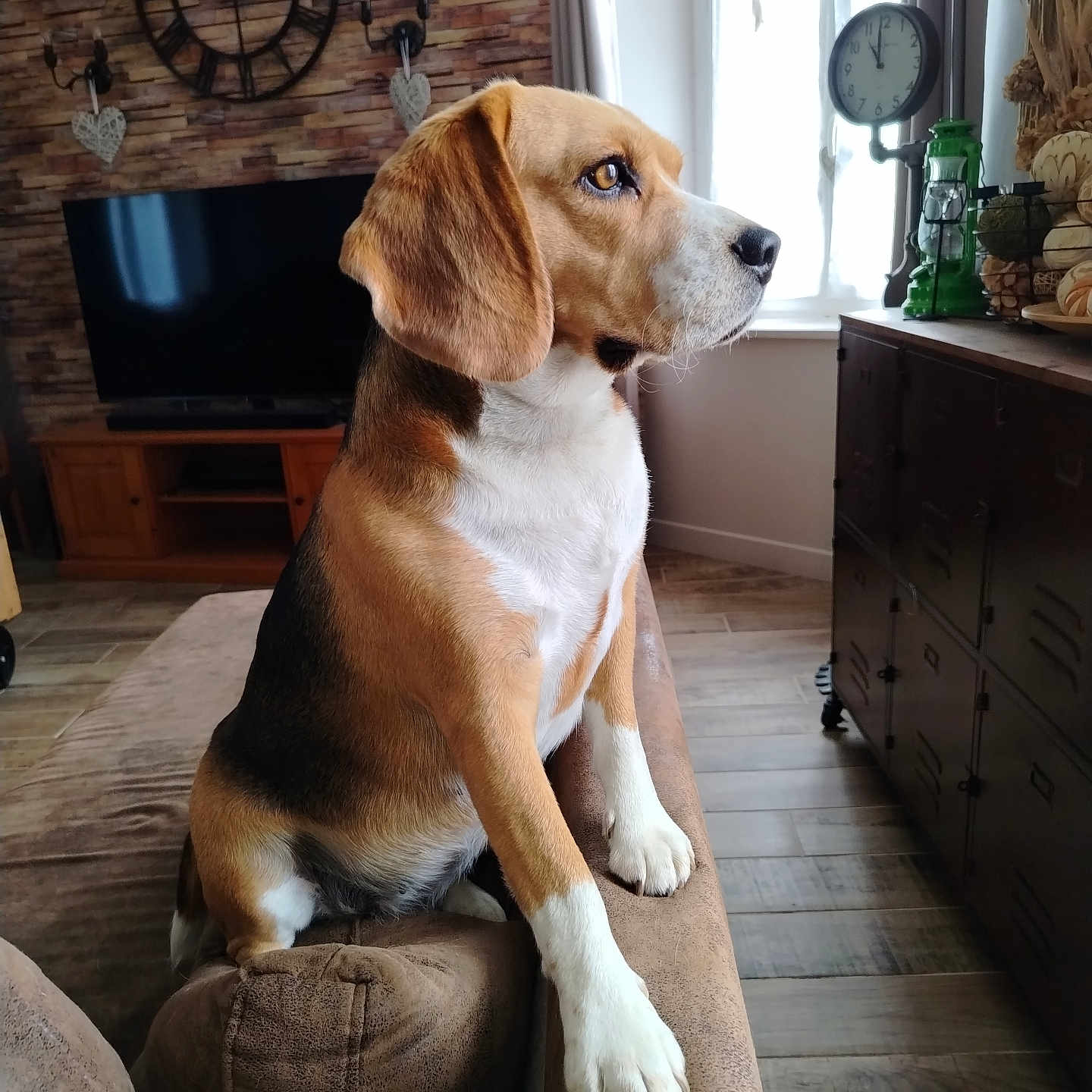 Ulla participe au concours pour gagner de l'argent avec cette photo : beagle, dog, pet, canine, sitting, couch, living_room, indoors, portrait, profile, brown_and_white, floppy_ears, white_chest, paws, window, television, clock, lamp, furniture, home_decor