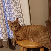 Simba is registered to the contest to win money with this photo: animal, cat, cozy, curtain, domestic_animal, feline, floor, fur, ginger_cat, home, indoor, looking, patterned_curtain, pet, relaxed, resting, stool, wall, whiskers, wooden_stool