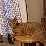 animal, cat, cozy, curtain, domestic_animal, feline, floor, fur, ginger_cat, home, indoor, looking, patterned_curtain, pet, relaxed, resting, stool, wall, whiskers, wooden_stool