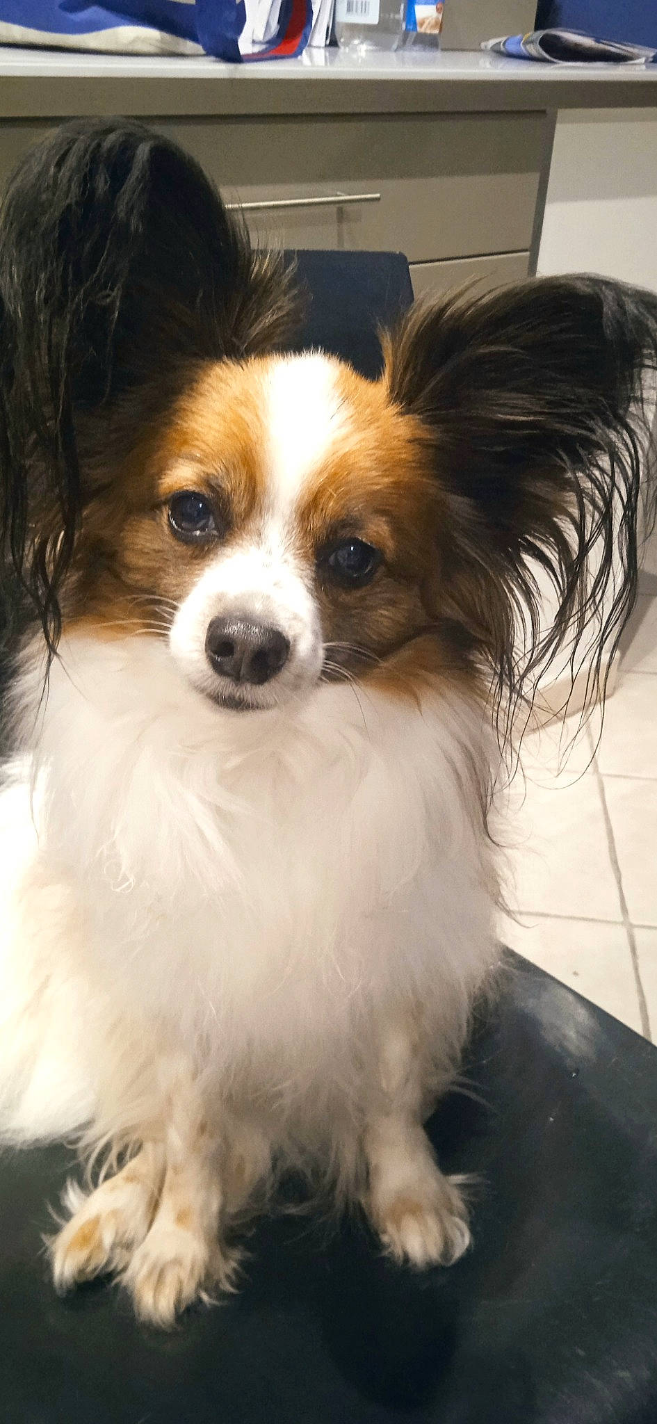 Phoenix participe au concours pour gagner de l'argent avec cette photo : carnivore, companion_dog, dog, dog_breed, fawn, fur, grass, iris, liver, papillon, snout, sporting_group, toy_dog, whiskers, working_animal, working_dog