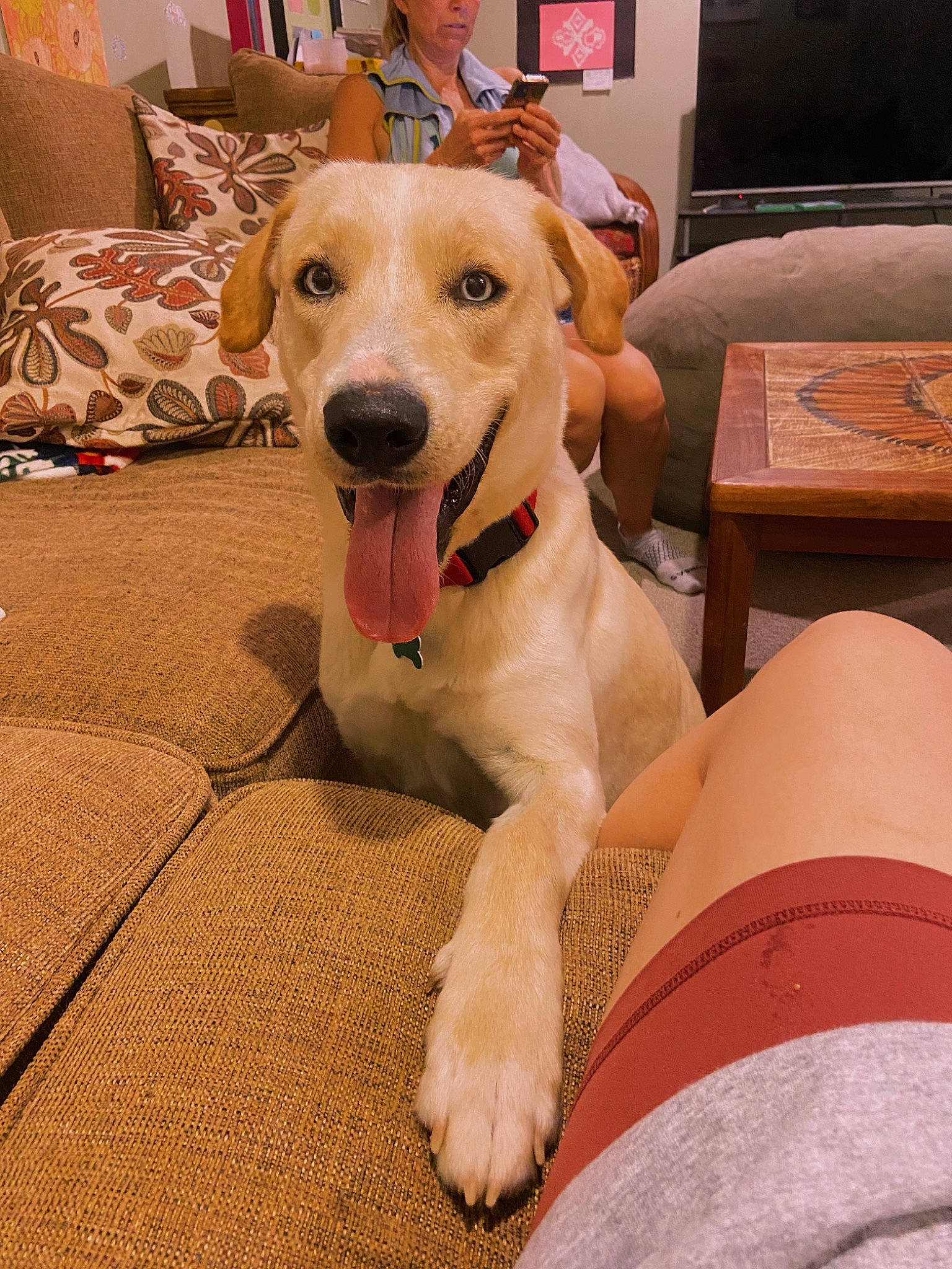 Echo joined the competition — help win amazing prizes! carnivore, chair, collar, comfort, companion_dog, couch, dog, dog_breed, dog_collar, dog_supply, fawn, flooring, guard_dog, pet_supply, picture_frame, retriever, smile, sporting_group, whiskers, working_animal