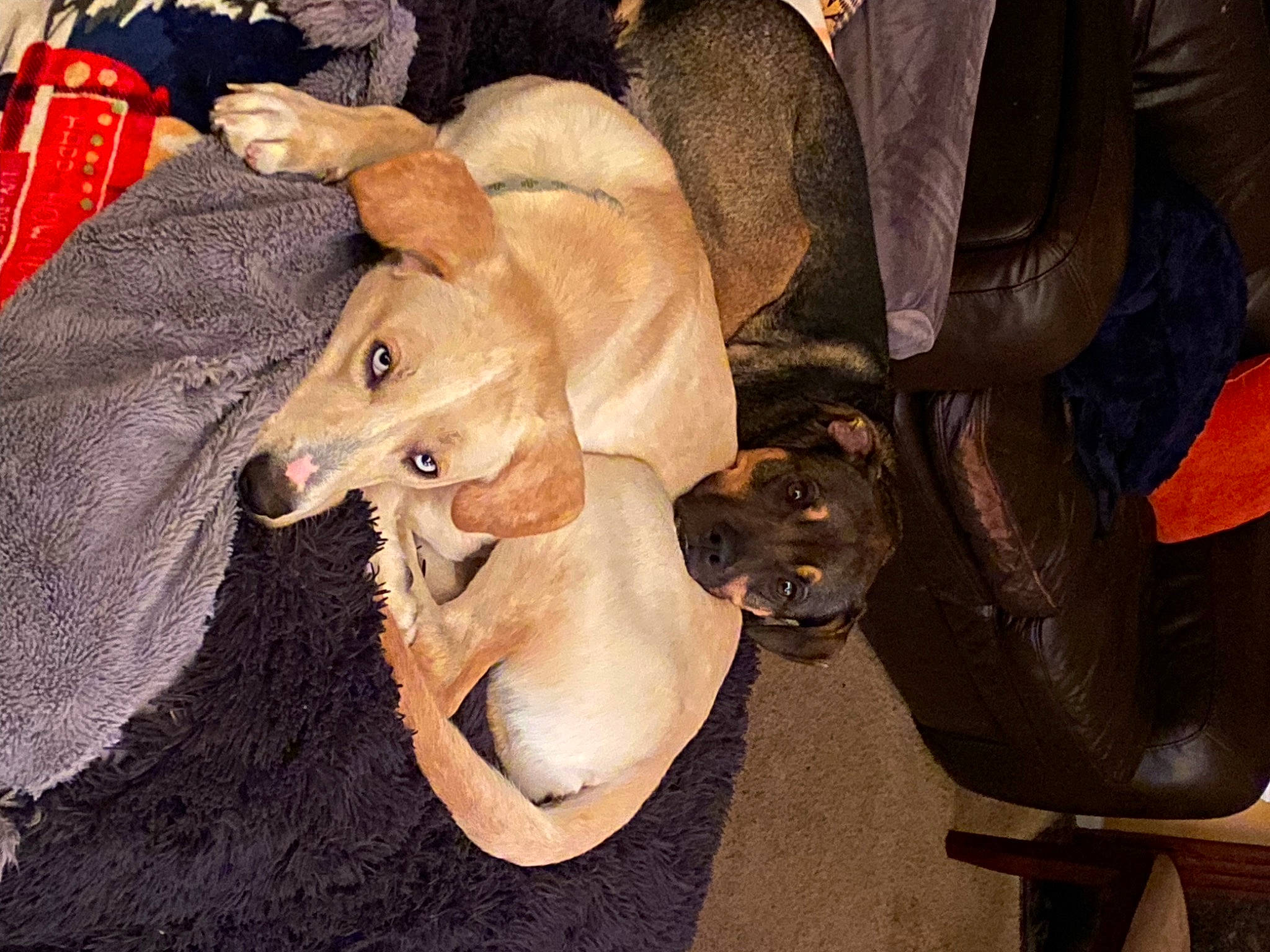 Echo is registered to the contest to win money with this photo: canidae, carnivore, companion_dog, dog, dog_breed, fawn, foot, fur, hat, human_leg, non_sporting_group, paw, snout, sporting_group, tail, wood, working_animal