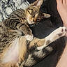 Finch is registered to the contest to win money with this photo: cat, tabby, pet, animal, relaxed, couch, furniture, leg, foot, indoor, resting, feline, cozy, stretching, striped, whiskers, paw, blanket, human, casual