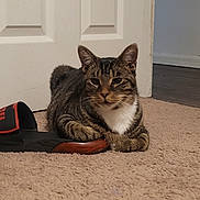 Finch joined the competition — help win amazing prizes! animal, brown, carpet, cat, cute, domestic, door, ears, feline, floor, fur, indoor, pet, relaxed, resting, slipper, striped, tabby_cat, whiskers, white
