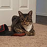 animal, brown, carpet, cat, cute, domestic, door, ears, feline, floor, fur, indoor, pet, relaxed, resting, slipper, striped, tabby_cat, whiskers, white