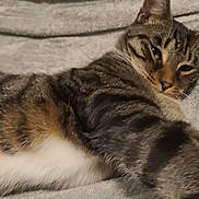 Finch is registered to the contest to win money with this photo: cat, tabby, pet, animal, feline, striped, fur, sleepy, resting, cozy, blanket, indoor, cute, whiskers, ears, relaxed, lying_down, closeup, comfort, domestic_cat