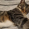 cat, tabby, pet, animal, feline, striped, fur, sleepy, resting, cozy, blanket, indoor, cute, whiskers, ears, relaxed, lying_down, closeup, comfort, domestic_cat