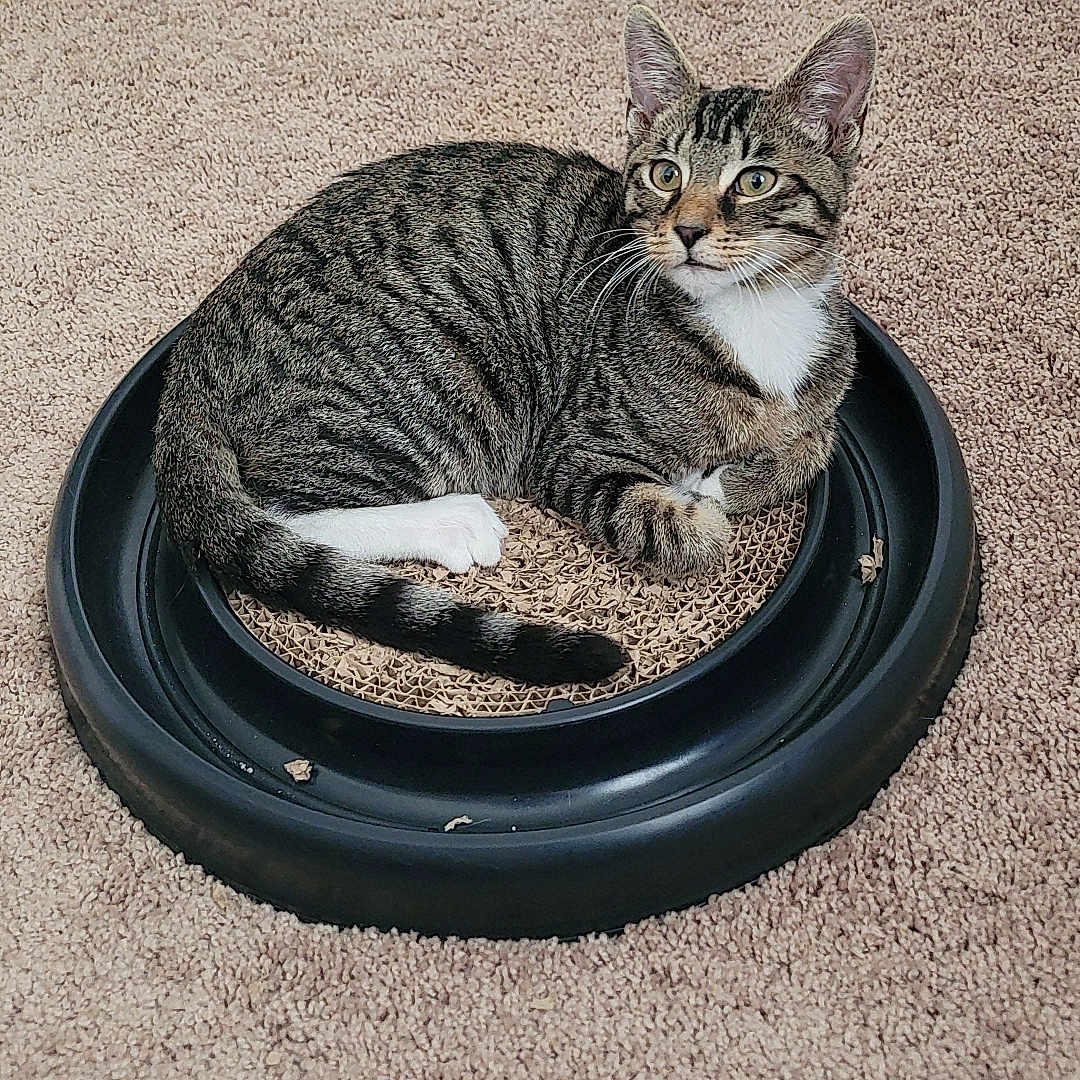 Finch joined the competition — help win amazing prizes! cat, tabby_cat, pet, animal, indoor, carpet, cat_toy, striped, white_paws, relaxed, playful, feline, looking_away, curled_up, floor, domestic_cat, cute, young_cat, resting, whiskers