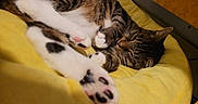 Finch joined the competition — help win amazing prizes! animal, bed, black_pads, cat, closeup, comfort, cozy, cute, feline, fur, indoor, paw, pet, pink_pads, relaxed, resting, sleeping, tabby, whiskers, yellow_cushion