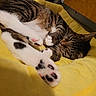 Finch joined the competition — help win amazing prizes! cat, tabby, pet, animal, sleeping, indoor, cozy, paw, pink_pads, black_pads, yellow_cushion, feline, resting, fur, whiskers, cute, relaxed, closeup, comfort, bed