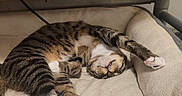 Finch joined the competition — help win amazing prizes! cat, tabby, pet_bed, sleeping, stretching, paw_pads, indoor, cozy, relaxed, feline, striped, whiskers, cute, animal, resting, fur, claws, comfort, nap, soft