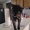 Meep is registered to the contest to win money with this photo: cat, tortoiseshell, collar, kitchen, counter, paper_towel, cabinet, appliance, curious, indoor, pet, animal, feline, household, domestic, walking, focused, leopard_print, tabletop, curtain