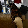 Meep is registered to the contest to win money with this photo: cat, tortoiseshell_cat, furniture, chair, armrest, carpet, cat_tree, curtain, indoor, pet, animal, looking_back, household, gray, beige, red, room, cozy, relaxed, domestic