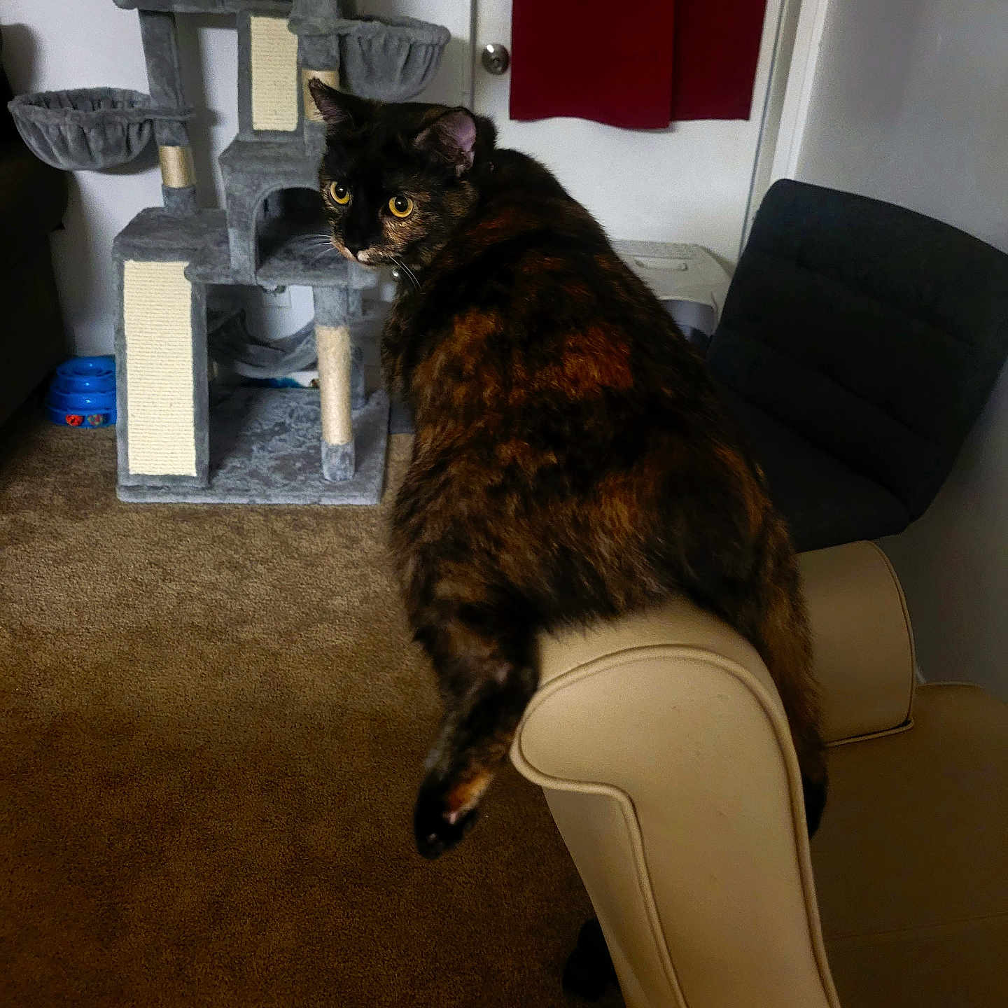 Meep is registered to the contest to win money with this photo: cat, tortoiseshell_cat, furniture, chair, armrest, carpet, cat_tree, curtain, indoor, pet, animal, looking_back, household, gray, beige, red, room, cozy, relaxed, domestic