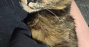 Meep is registered to the contest to win money with this photo: cat, tortoiseshell, yellow_eyes, pet, animal, feline, close_up, paw, fur, whiskers, holding, curious, indoor, person, hand, colorful_clothing, soft_light, portrait, looking, cute