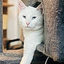 Ghost joined the competition — help win amazing prizes! cat, white_cat, blue_eyes, pet, indoor, cat_tree, carpeted, paw, feline, animal, close_up, cute, relaxed, portrait, whiskers, household, fur, mammal, resting, cozy