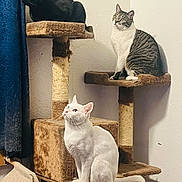 Ghost is registered to the contest to win money with this photo: cat, black_cat, white_cat, tabby_cat, cat_tree, pet, indoor, feline, animal, curious, sitting, multi_level, furniture, home_interior, looking_up, whiskers, ears, paws, domestic_cat, scratching_post