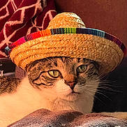Vlad is registered to the contest to win money with this photo: cat, tabby_cat, sombrero, hat, blanket, indoor, pet, animal, feline, close_up, resting, cozy, cute, face, eyes, whiskers, fur, striped, portrait, relaxed